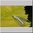 Chrysopa perla - Florfliege 05.jpg